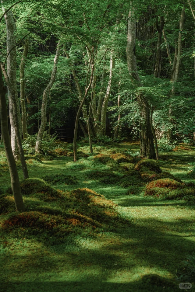 祇王寺苔藓庭院