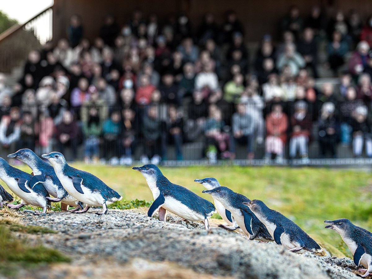 世界最小的企鹅