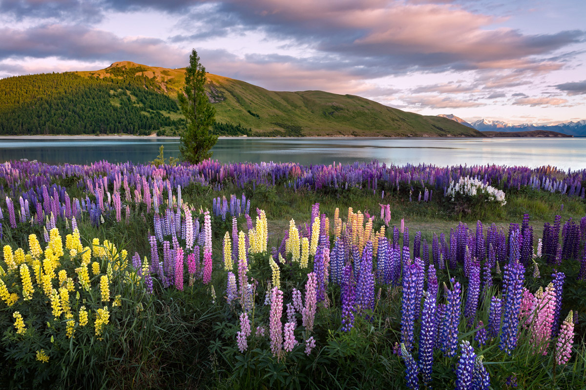 好牧羊人教堂与湖